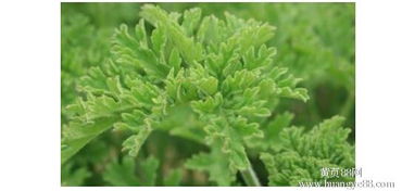 食用菌菌種報(bào)價(jià)與優(yōu)質(zhì)廠(chǎng)家推薦指南