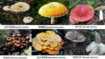2018年云南野生菌中毒事件分析 從悲劇中汲取教訓(xùn)