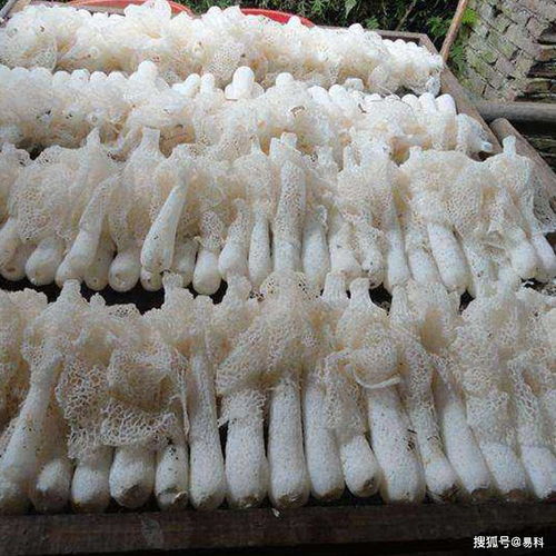 竹蓀烘干機(jī)與食用菌烘干工藝 從菌種到成品的品質(zhì)掌控
