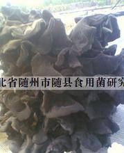 探秘蘑菇世界 從菌種圖片到食用安全指南