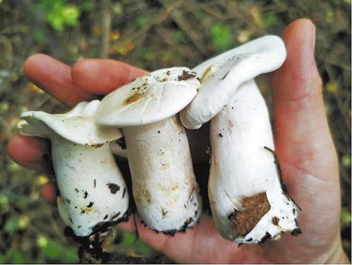 生物多樣性新發(fā)現(xiàn) 韓城黃龍山褐馬雞自然保護(hù)區(qū)首次錄得珍稀菌種大把子杯樁菇