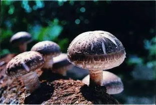 返鄉(xiāng)畫(huà)像 我的菌種研究員父親，和故鄉(xiāng)消失的菌菇