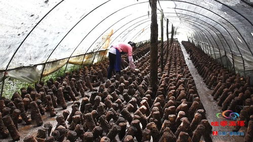 新平建興 食用菌種出致富路